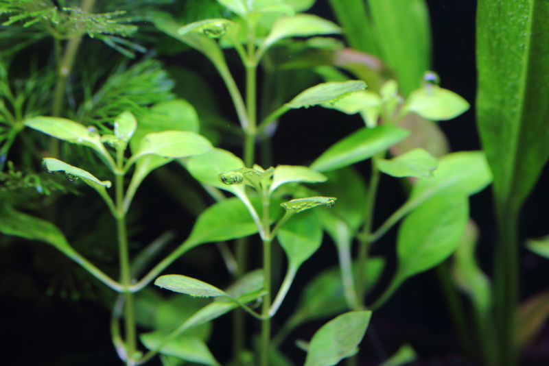 植栽から3日目